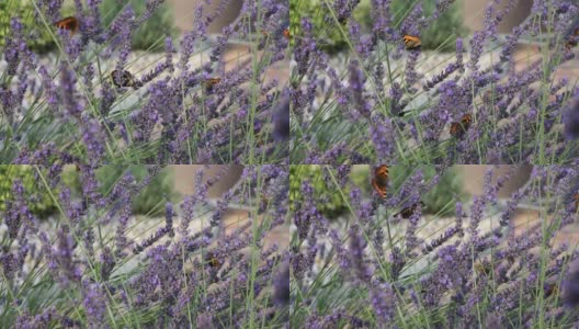 薰衣草上美丽的蝴蝶玳瑁(Aglais urticae)欧洲，捷克野生动物高清在线视频素材下载
