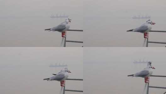 海鸥在雾天栖息在栏杆上。高清在线视频素材下载