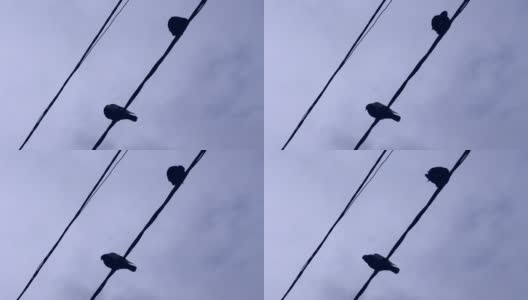 鸟坐在电线上。高清在线视频素材下载