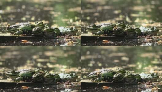 水蛙，花园池塘里的蛙蛙，蜜蜂在青蛙上爬行，4K高清在线视频素材下载
