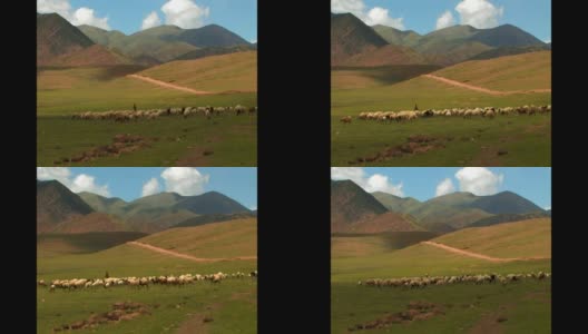 西藏山区的绵羊高清在线视频素材下载