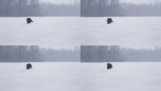 SLO MO在雪中奔跑的狗高清在线视频素材下载