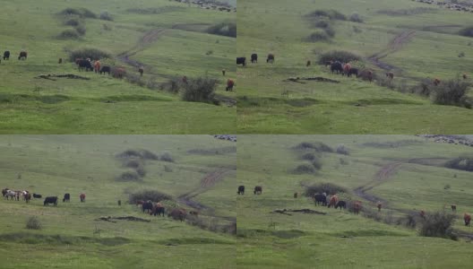 在高原上吃草的牛高清在线视频素材下载