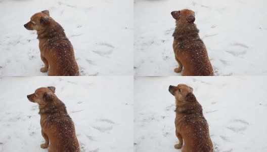 冬天颤抖的流浪狗高清在线视频素材下载