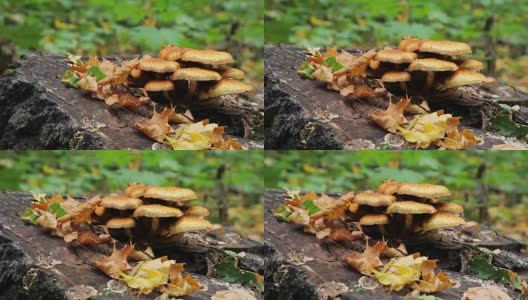 森林蘑菇滑笋高清在线视频素材下载