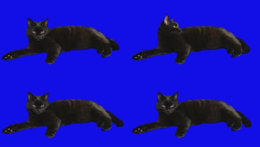 一个英俊的黑猫孤立的特写。高清在线视频素材下载