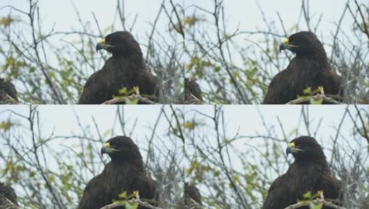 加拉帕戈斯群岛西班牙岛上筑巢的加拉帕戈斯鹰的特写镜头高清在线视频素材下载