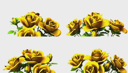 白色文字空间上的黄色玫瑰花束高清在线视频素材下载