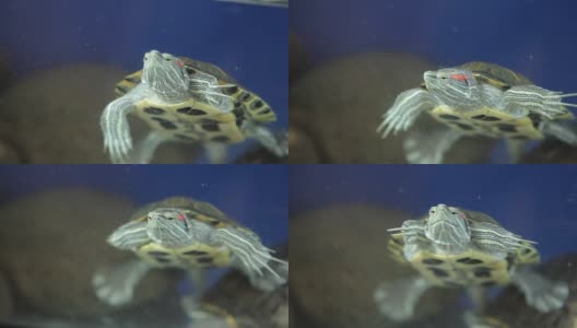 水族馆里的红腹龟高清在线视频素材下载