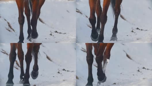 马术运动——马在雪地上奔驰的蹄子高清在线视频素材下载