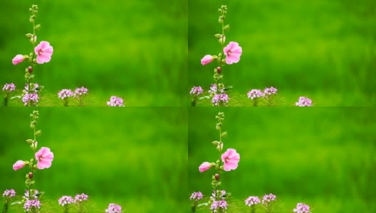 绿色背景上的粉红色花朵。高清在线视频素材下载