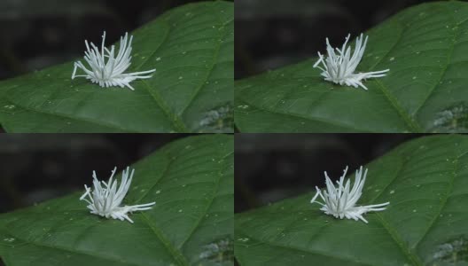 热带雨林中叶子上的榴莲木虱。高清在线视频素材下载