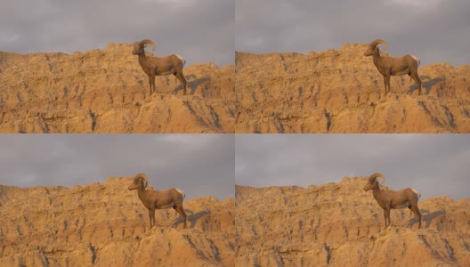 野生动物高沙漠大角羊雄性公羊高脊高清在线视频素材下载