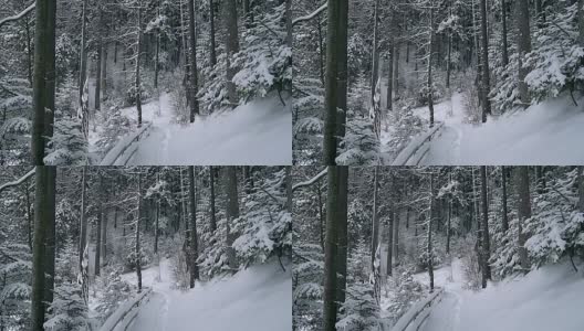 白雪覆盖的树木,高清在线视频素材下载