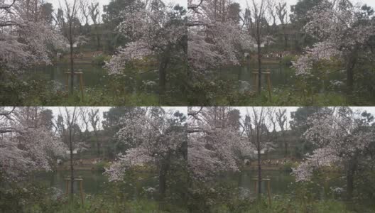 樱花宽拍摄深聚焦小风在井岛公园高清在线视频素材下载