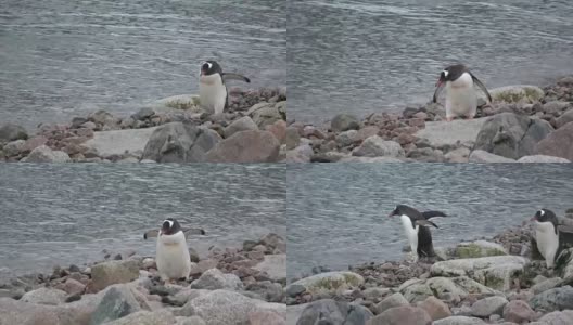 海滩上的巴布亚企鹅高清在线视频素材下载