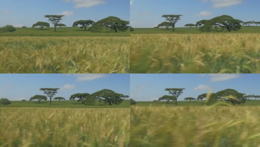 航拍:在非洲农田上空低空飞行高清在线视频素材下载