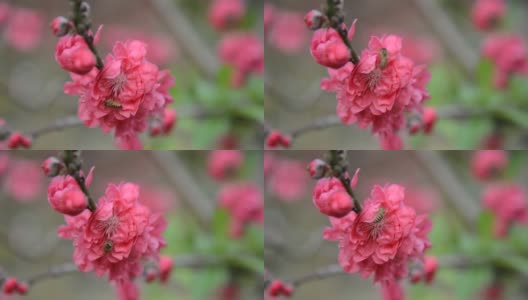 蜜蜂为粉红桃花传粉高清在线视频素材下载