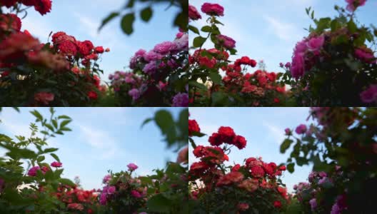 美丽多彩的玫瑰田高清在线视频素材下载