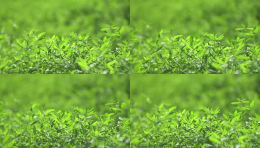 漂亮的绿色幼苗高清在线视频素材下载