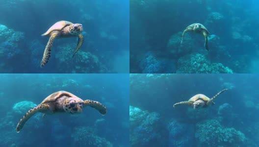 在海里游泳的玳瑁海龟。高清在线视频素材下载