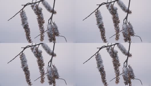 耳环冬天的树。4 k。高清在线视频素材下载