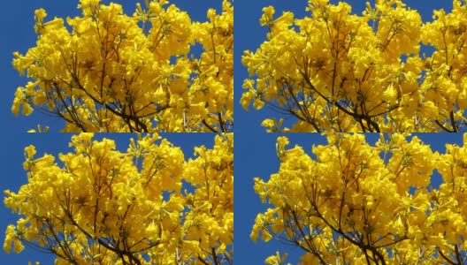 金色的喇叭树在蓝天上绽放。高清在线视频素材下载