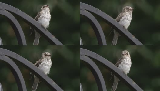 斑点flycatcher (Muscicapa striata) -俄罗斯沃罗涅日高清在线视频素材下载