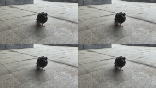 一只城市灰鸽子走在地砖上的地下人行横道上高清在线视频素材下载