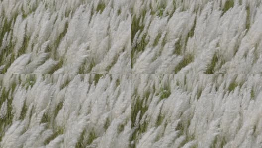 白糖花在秋天的田野里随风摇曳。它生长在通常被称为野生甘蔗和Kans草的休耕地上。自然白绿花慢动作视频。高清在线视频素材下载