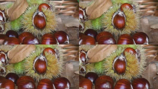 新鲜采摘的栗子和木头上的刺猬的特写。十月，板栗收获季节。典型的秋季新鲜水果。高清在线视频素材下载