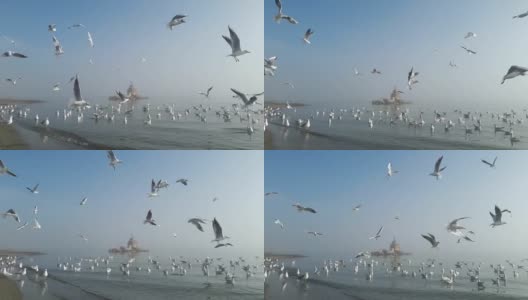 海鸥在雾中在宁静的海面上飞翔高清在线视频素材下载