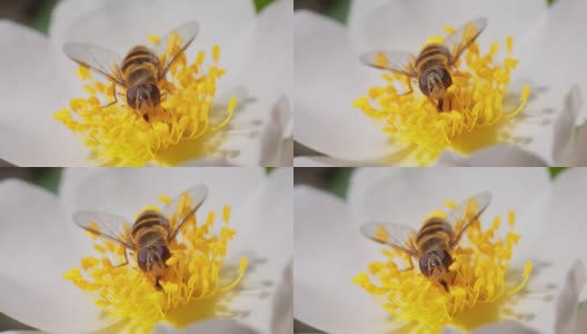 食蚜蝇，花蝇或食蚜蝇，食蚜蝇科昆虫。他们伪装成危险的昆虫，黄蜂和蜜蜂。许多种的成虫主要以花蜜和花粉为食。高清在线视频素材下载