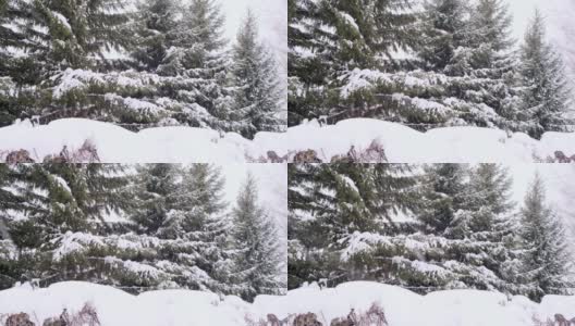 云杉和松树的树枝上覆盖着积雪。冬日在白雪皑皑的杉树林中，圣诞时节又到了新年高清在线视频素材下载