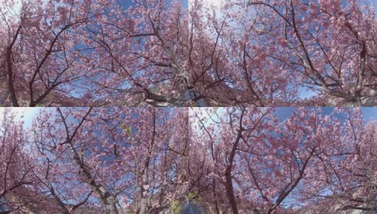 在川崎樱花下漫步高清在线视频素材下载