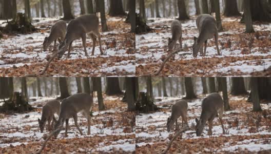 鹿。威斯康星州森林里的白尾鹿。高清在线视频素材下载
