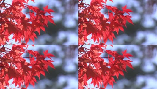 Autumn Leaves /秋天的叶子高清在线视频素材下载