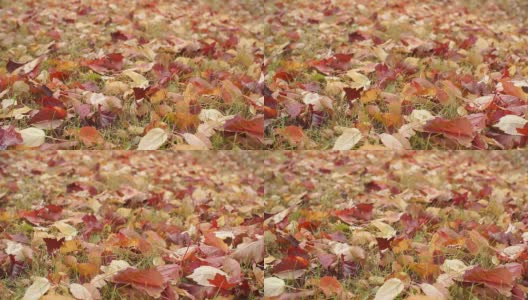 Autumn leaves高清在线视频素材下载