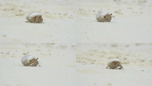 慢镜头:白沙滩上的寄居蟹高清在线视频素材下载