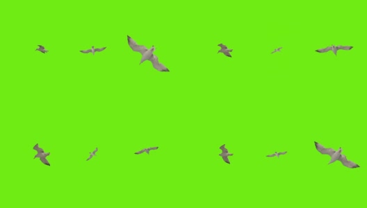 海鸥在绿色屏幕上飞翔。包三种。高清在线视频素材下载