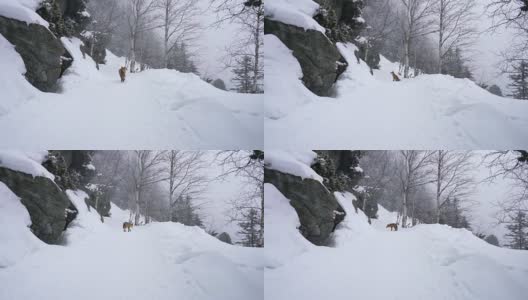 孤独的狐狸在冬天走在雪地上高清在线视频素材下载