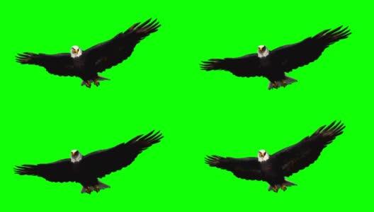 鹰在滑翔1 -绿色的屏幕高清在线视频素材下载