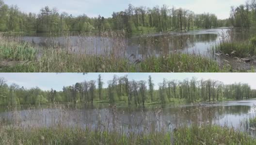 镜头移向长满草的森林湖的海岸高清在线视频素材下载