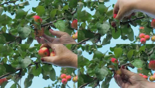 夏天从树上摘红苹果高清在线视频素材下载
