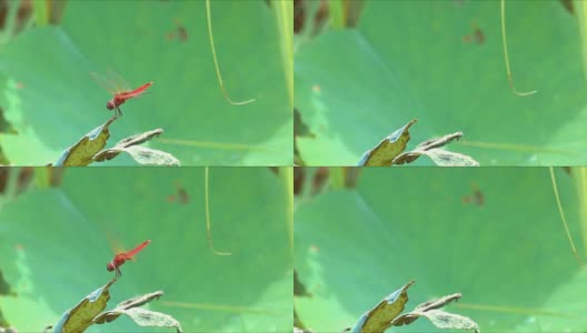 蜻蜓在荷叶背景上飞行的慢动作高清在线视频素材下载