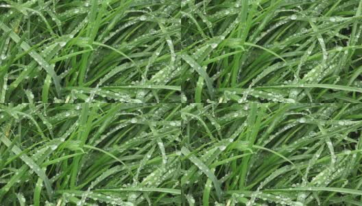 新鲜的绿草与水珠。清晨的露珠落在绿草上。高清在线视频素材下载