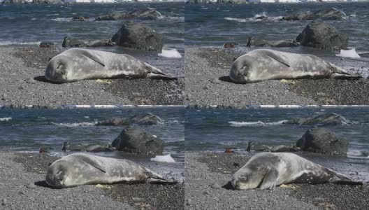 海滩上的威德尔小海豹高清在线视频素材下载
