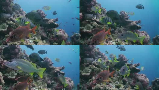 一群在暗礁上觅食的热带鱼。高清在线视频素材下载