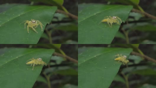 ๋热带雨林中的跳蜘蛛。高清在线视频素材下载