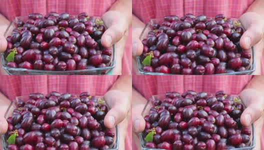 园丁手中拿着成熟的欧洲山茱萸果实高清在线视频素材下载